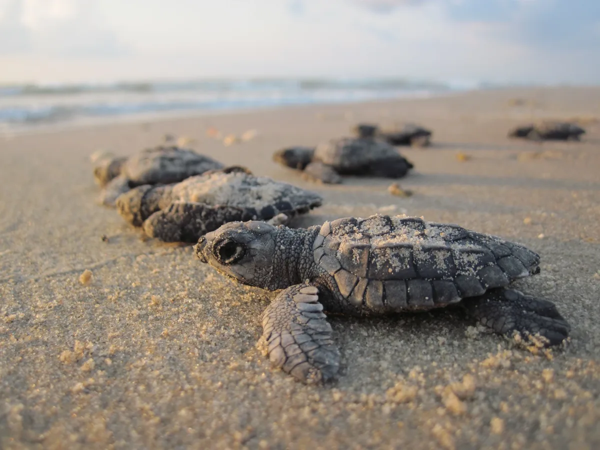 Hawksbill hatchlings crossing the sand