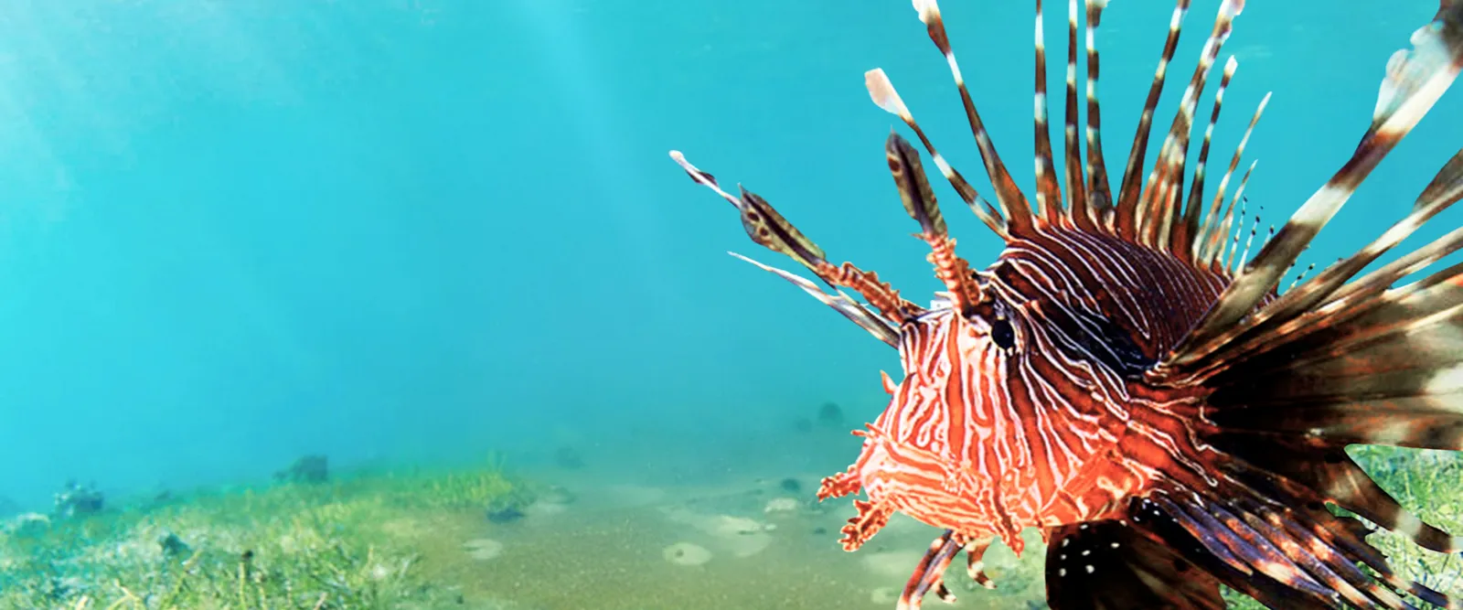 A lionfish over seagrass